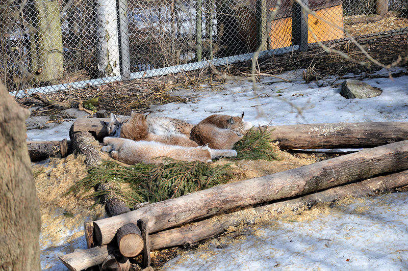 12 skansen april 2013