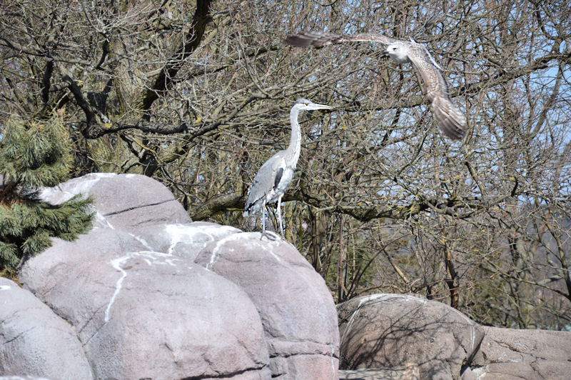 18 skansen april 2013