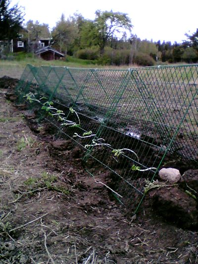 2014 May Pumpkins2