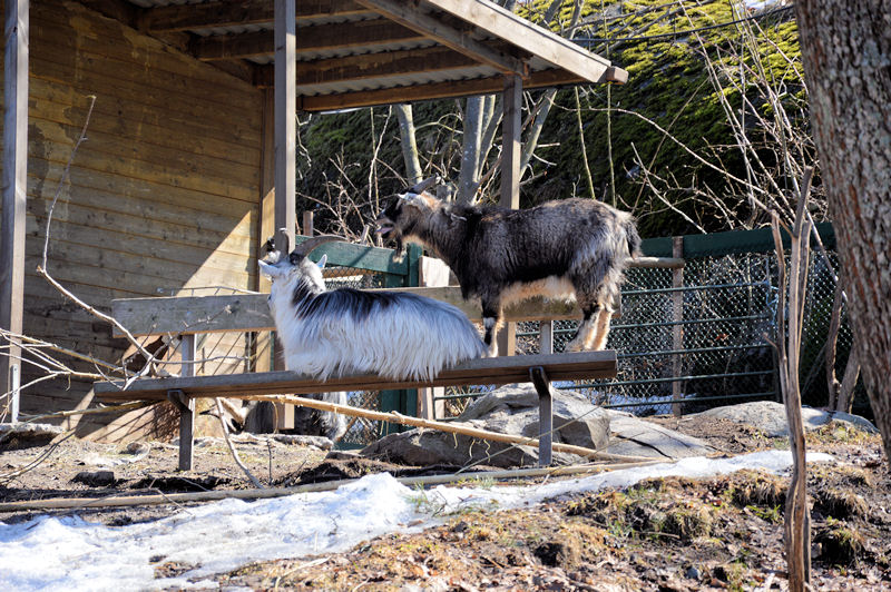 4 skansen april 2013