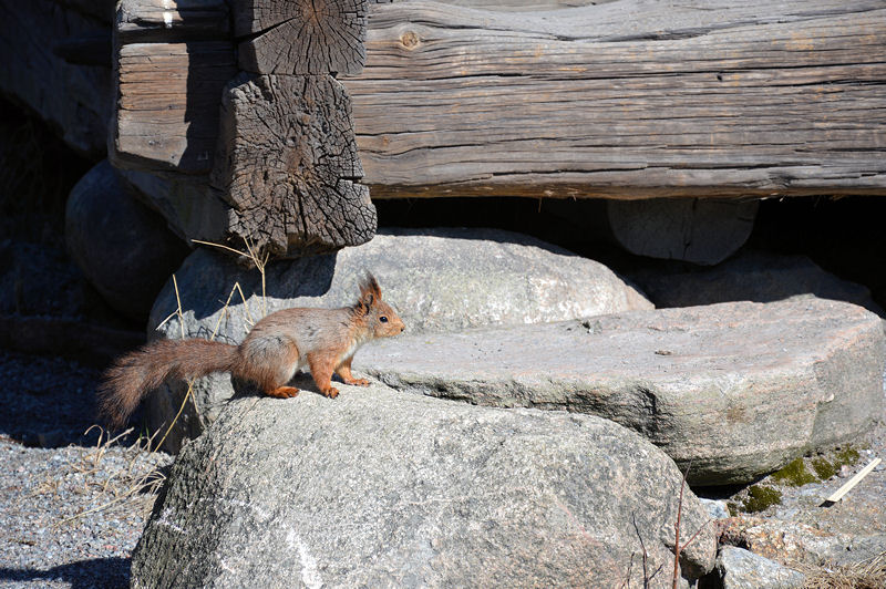 5 skansen april 2013