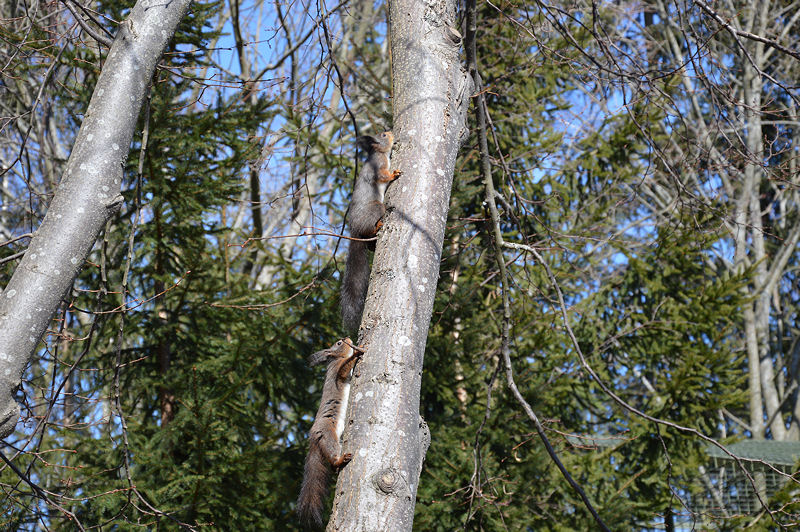 7 skansen april 2013