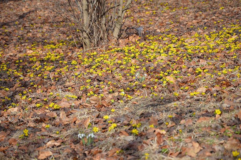 99 skansen april 2013