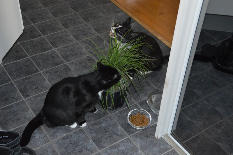 Doris and Nissan eating grass