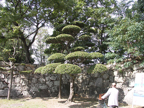 Japan giant bonzai