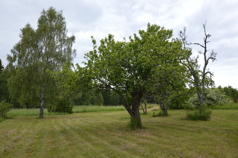 June 2014 146 orchard2