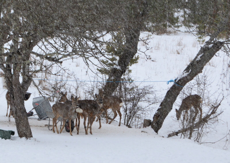 Mar 2018 deer snow