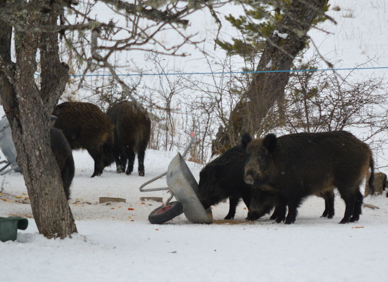 Mar 2018 pigs snow