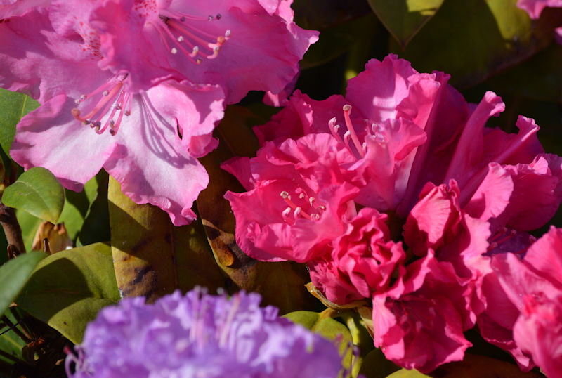 May 23 Rhododendron 1 800