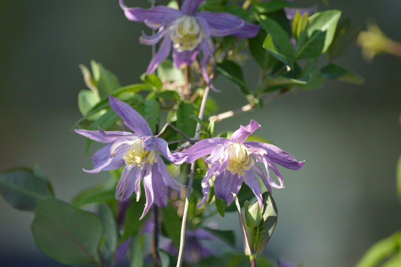 May 23 clematis 800