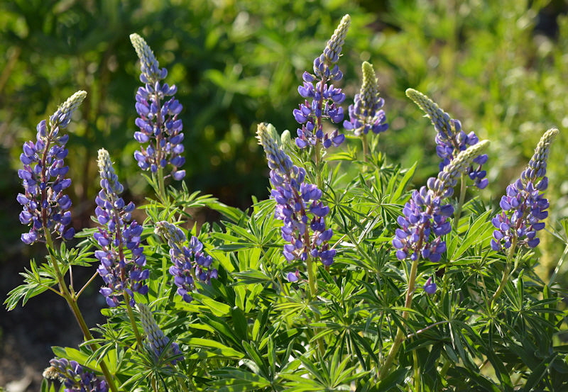 May 23 lupiner 800