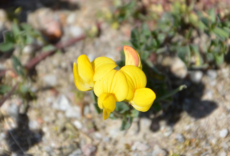 May 24 2018 Road flower 1 800