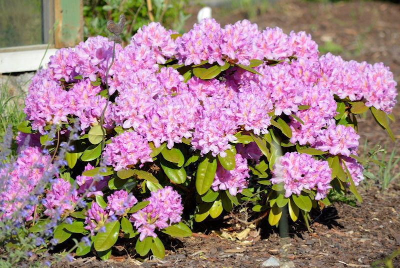 May 26 2018 Rhododendron 800