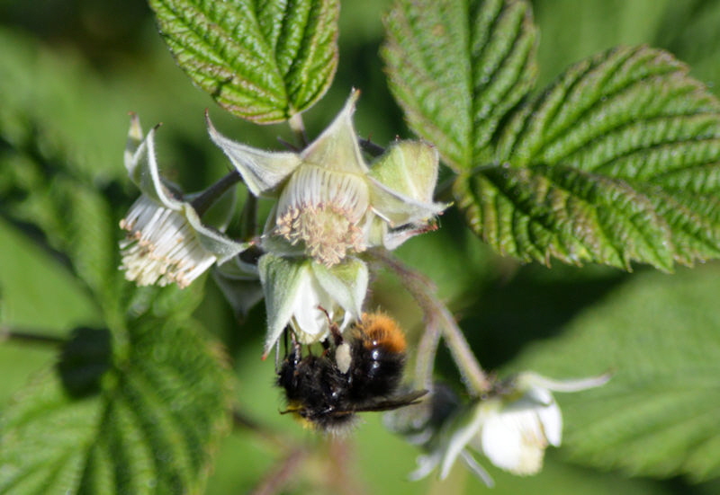 May 26 2018 bumblebee making raspberries 800