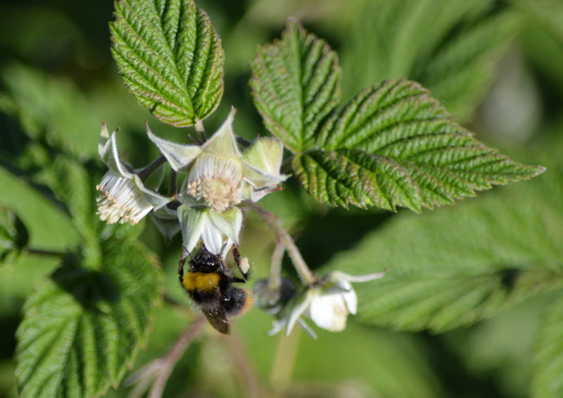 May 26 2018 bumblebee making raspberries2 800