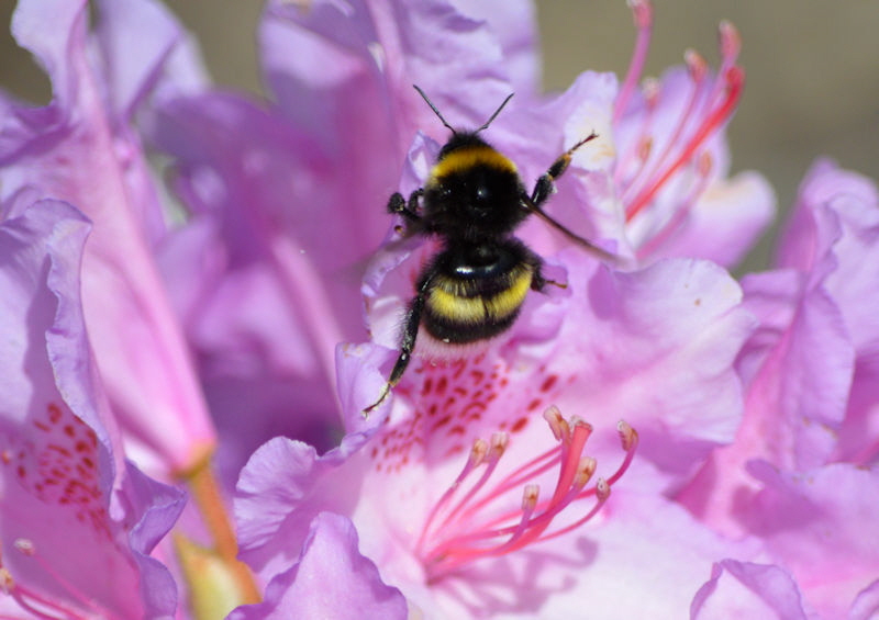 May 26 2018 bumblebee up close 800