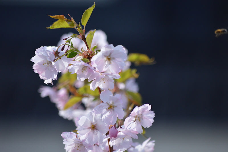 May 8 2018 Cherry Blossom 800