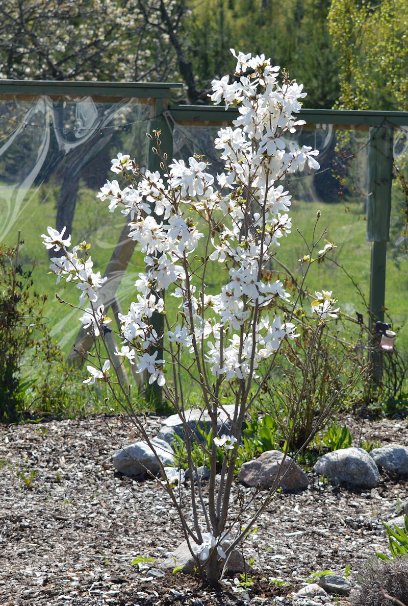 May 8 2018 magnolia in bloom 800