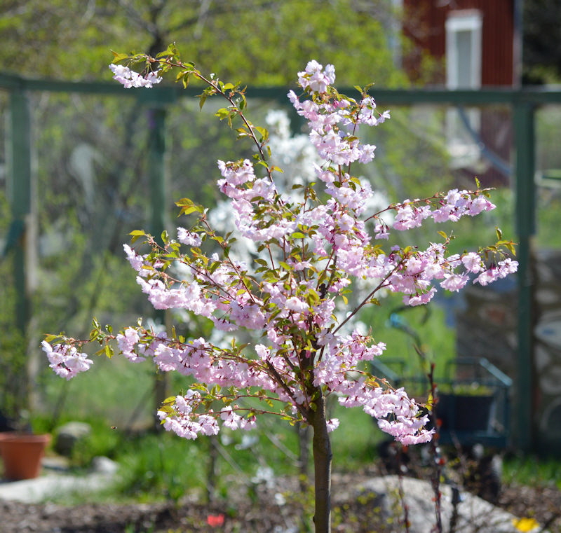 May 8 2018 new cherry blossom 800