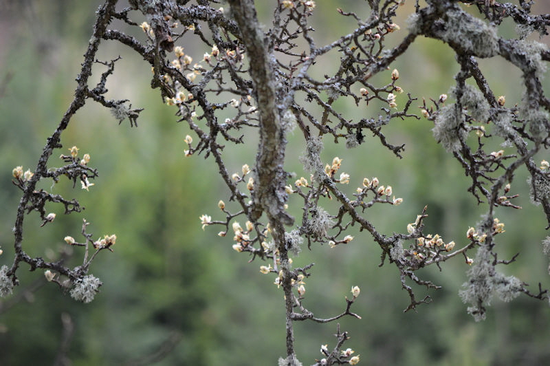 Old Pear tree blooming may 2018 800