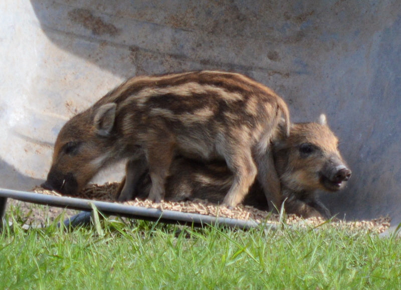 Piglets close up may 8 2018 800