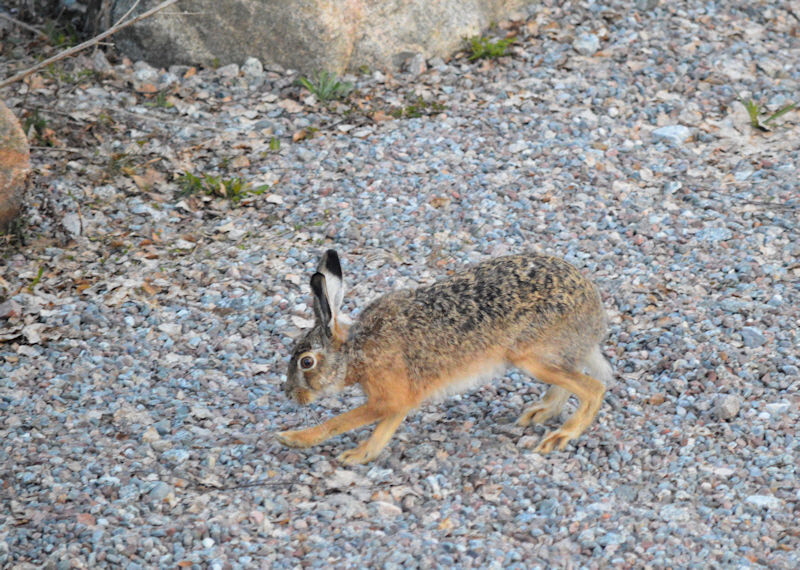 april 28 2018 hare 800