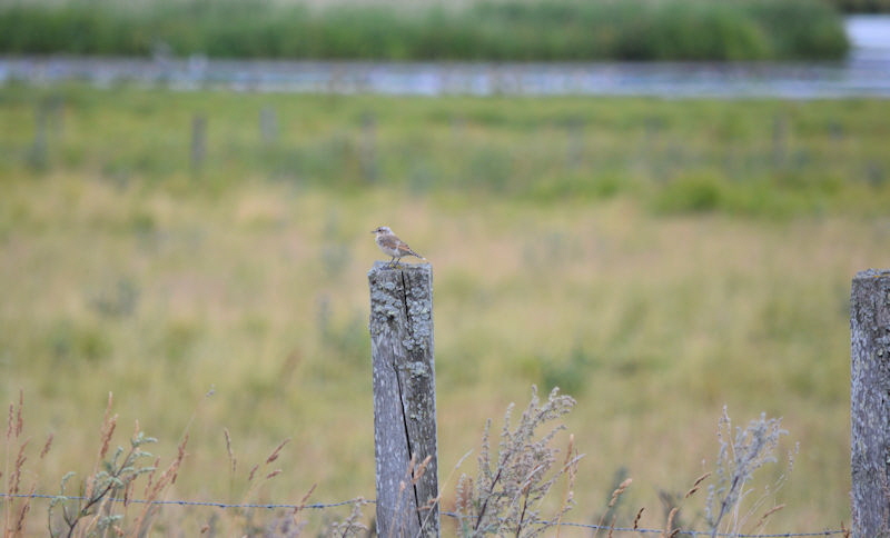 birds july 2017 047