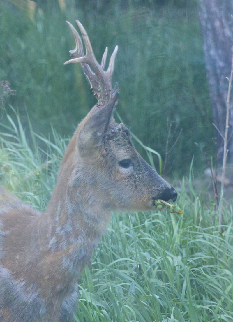 deer may 18 2018 1 800