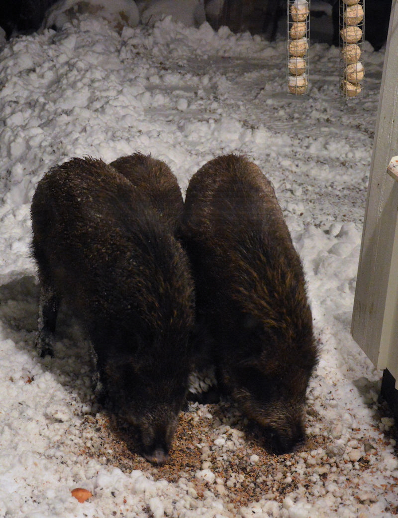 jan 2018 pigs by kitchen window small