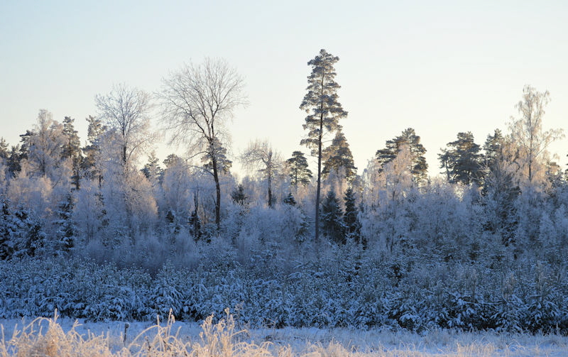 jan 21 2018 ice foliage