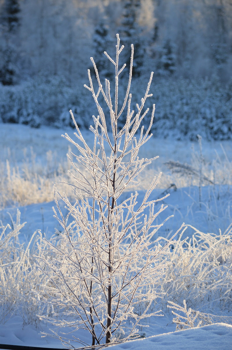 jan 21 2018 ice tree