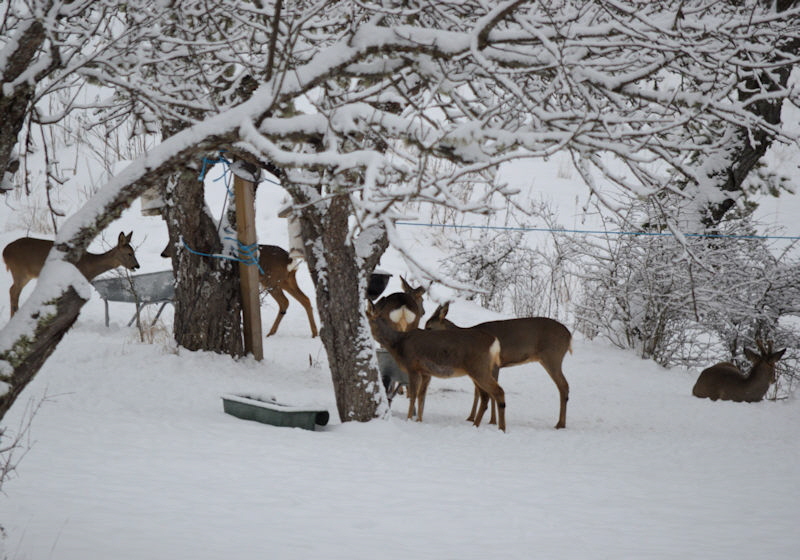 mar 10 deer in much snow