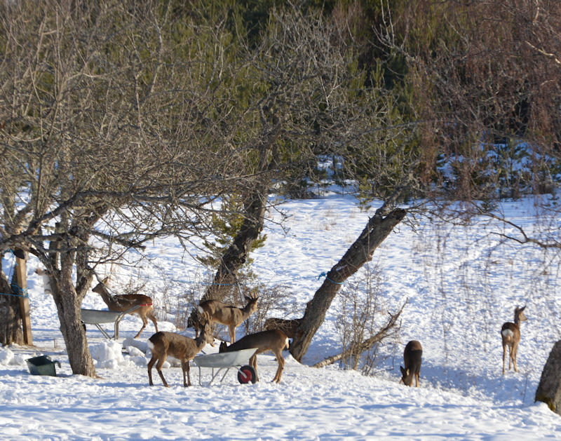 mar 16 2018 deer 1 800