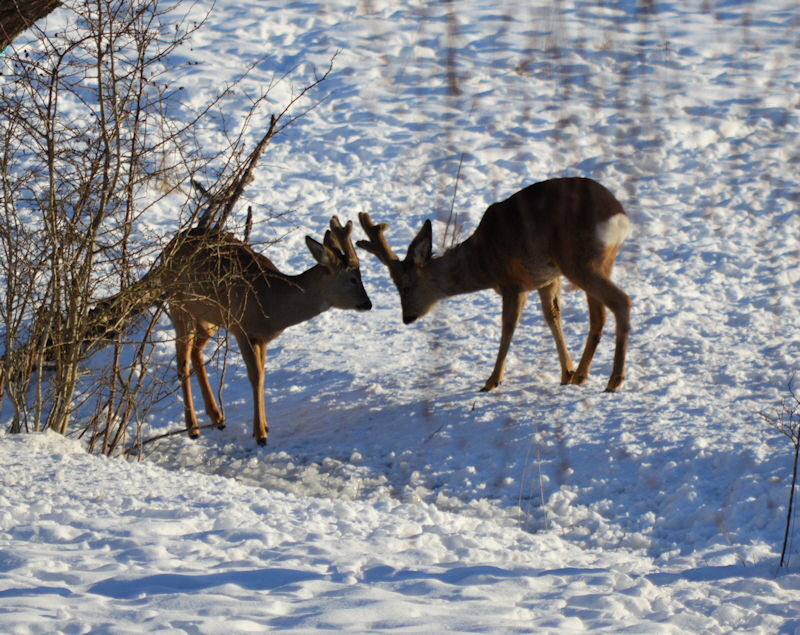 mar 16 2018 deer 2 800