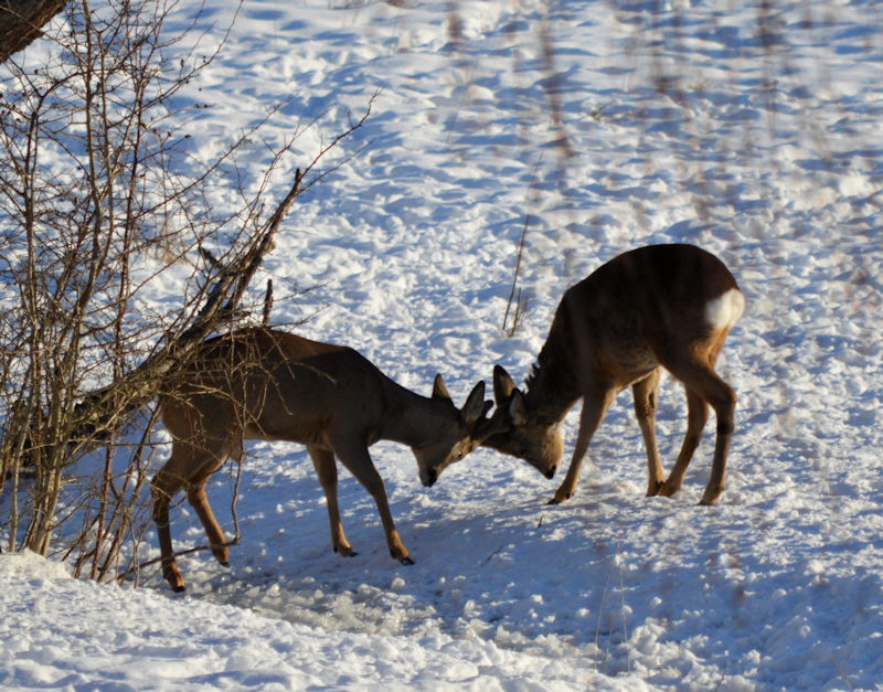 mar 16 2018 deer 3 800