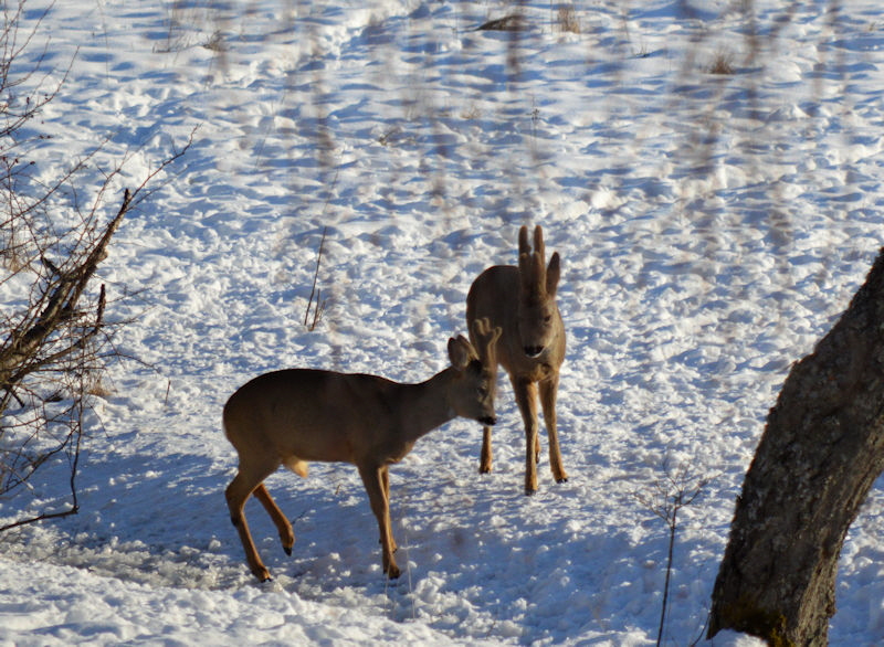 mar 16 2018 deer 4 800