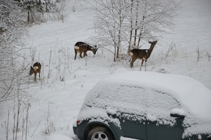 mar 2018 deer on the parking lot