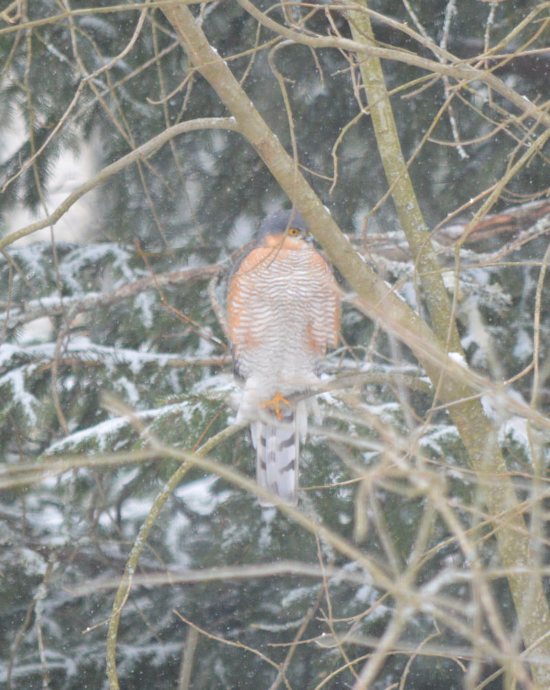 mar 2018 sparrowhawk