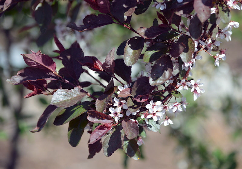 may 19 2018 Prunus Cistena 800