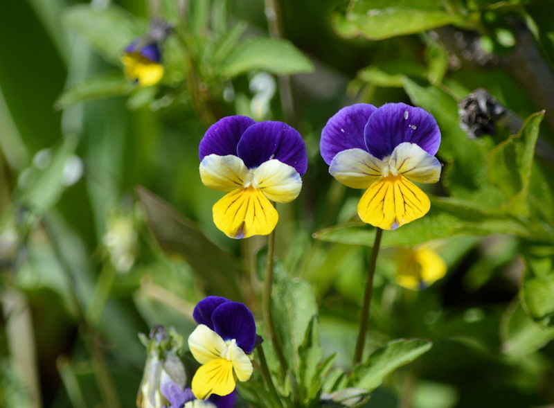 may 19 2018 Viola tricolor 800