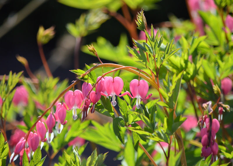 may 19 2018 bleeding heart 800