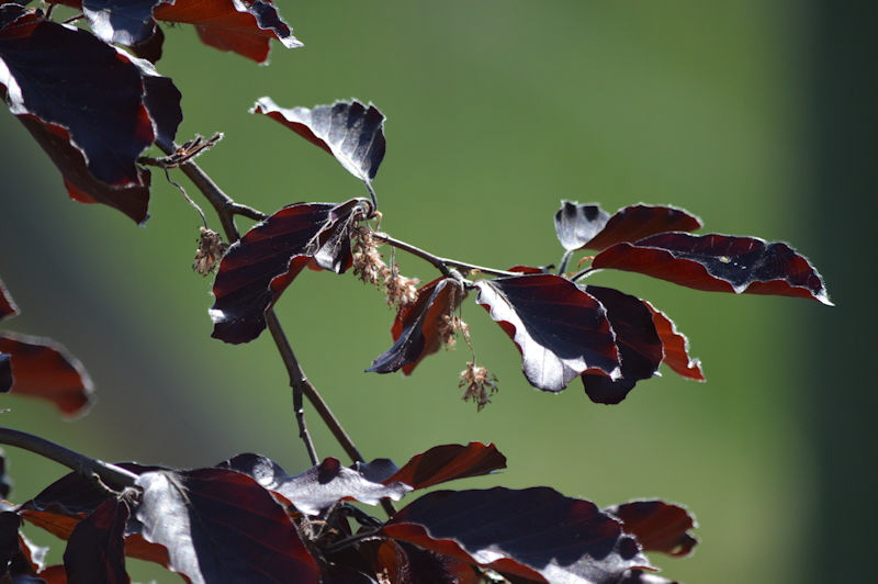 may 19 2018 fagus sylvatica Purpurea Pendula 800