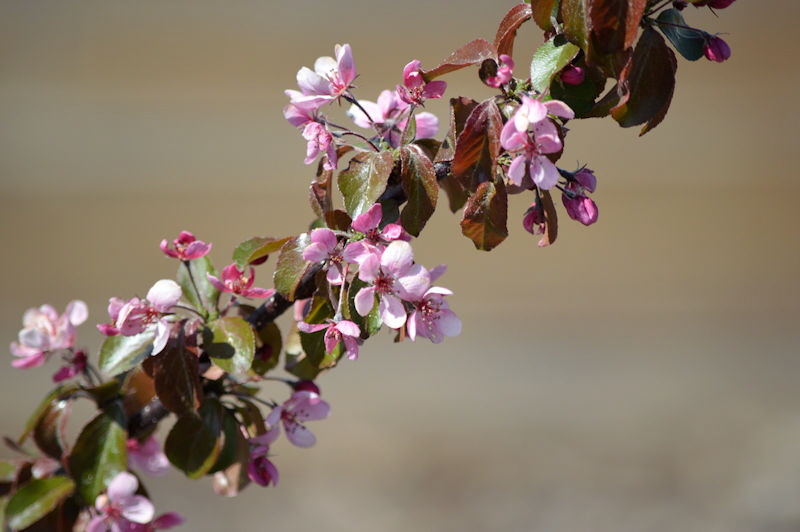 may 19 2018 malus freja 800