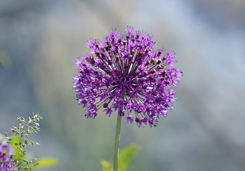 may 29 2018 flower allium 800