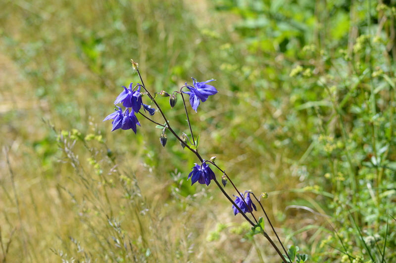 may 29 2018 flower blue bell sort 800