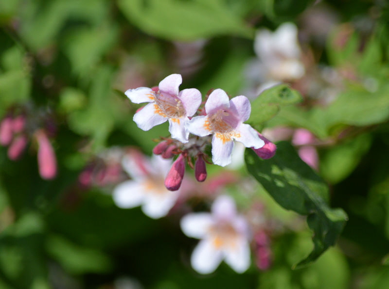 may 29 2018 flower kolkwitzia amabilis 800