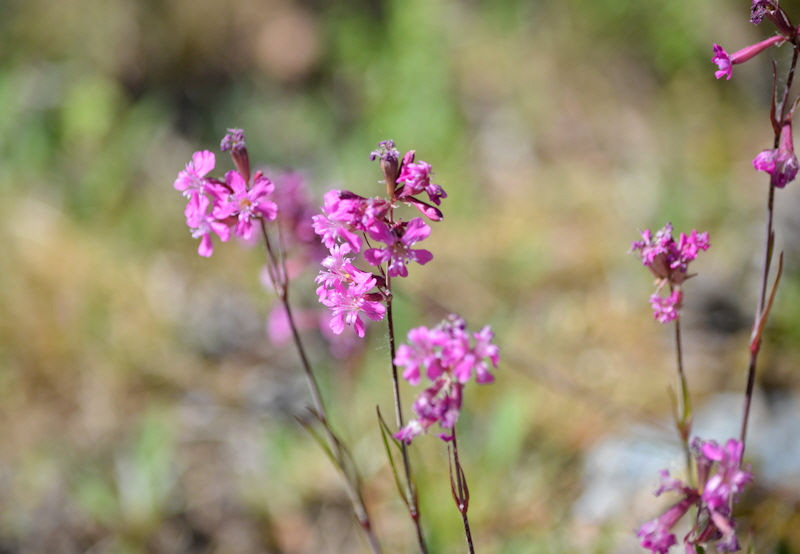 may 29 2018 flower wild pink 800