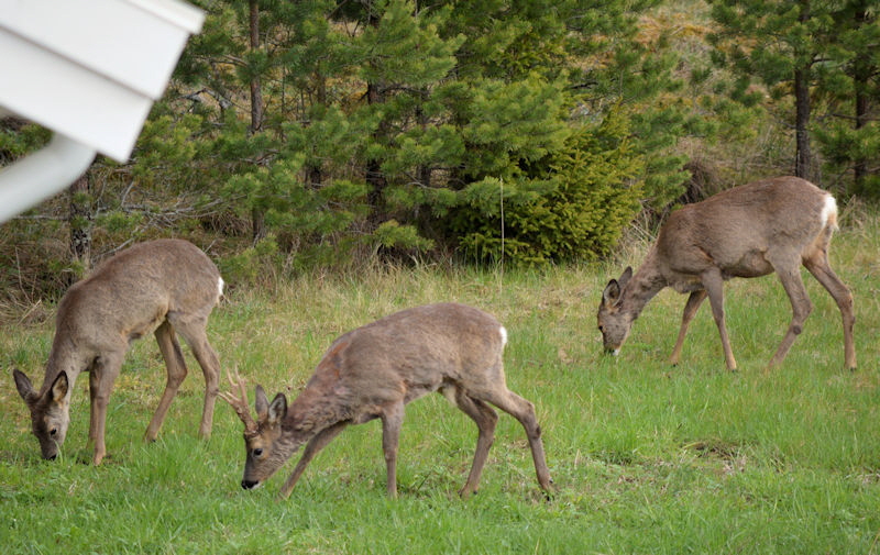 may 4th 2018 deer by garage 800