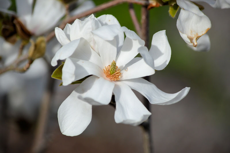 may 8 2018 magnolia flower 800b