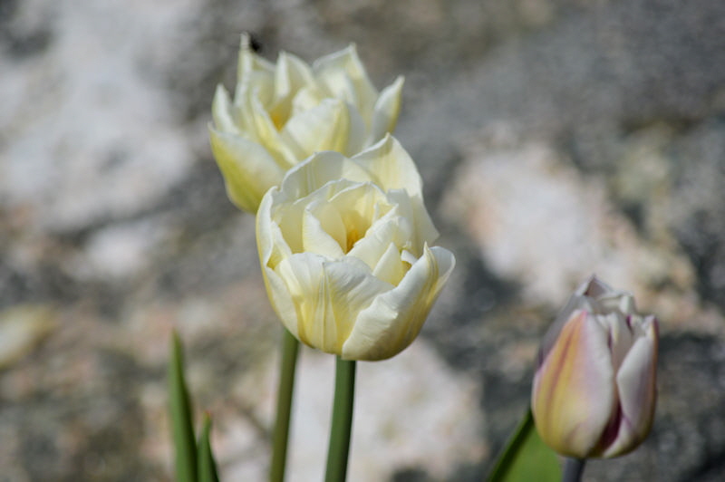 may 8 2018 tulip2 800